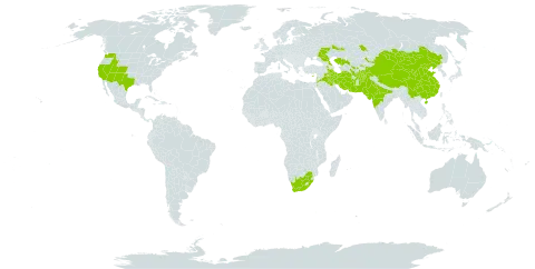 Alhagi maurorum world distribution map, present in Afghanistan, Armenia, Azerbaijan, Bahrain, China, Cyprus, India, Iran (Islamic Republic of), Iraq, Jordan, Kazakhstan, Kyrgyzstan, Lebanon, Mongolia, Pakistan, Russian Federation, Tajikistan, Turkmenistan, United States of America, Uzbekistan, and South Africa