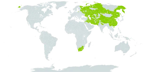 Alhagi nepalensis world distribution map, present in Afghanistan, Armenia, Azerbaijan, Bahrain, China, Cyprus, India, Iran (Islamic Republic of), Iraq, Jordan, Kazakhstan, Lebanon, Nepal, Pakistan, Russian Federation, Tajikistan, Turkmenistan, Uzbekistan, and South Africa