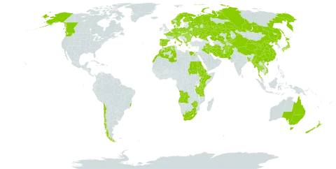 Alisma plantago-aquatica world distribution map, present in Afghanistan, Angola, Albania, Australia, Austria, Burkina Faso, Bangladesh, Bulgaria, Belarus, Brazil, Canada, Switzerland, Chile, China, Czech Republic, Germany, Denmark, Algeria, Egypt, Eritrea, Spain, Ethiopia, Finland, France, United Kingdom of Great Britain and Northern Ireland, Greece, Hungary, Ireland, Iran (Islamic Republic of), Iraq, Italy, Japan, Kazakhstan, Kenya, Kyrgyzstan, Morocco, Myanmar, Montenegro, Netherlands, Norway, Nepal, New Zealand, Pakistan, Palau, Poland, Korea (Democratic People's Republic of), Portugal, Romania, Russian Federation, Rwanda, Sudan, Sweden, Turks and Caicos Islands, Thailand, Tanzania, United Republic of, Uganda, Ukraine, United States of America, Uzbekistan, Viet Nam, South Africa, and Zimbabwe