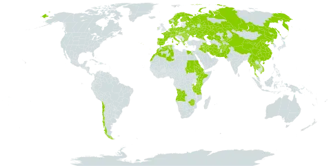 Alisma plantago-aquatica subsp. plantago-aquatica world distribution map, present in Afghanistan, Angola, Albania, Austria, Burkina Faso, Bulgaria, Belarus, Switzerland, Chile, China, Czech Republic, Germany, Denmark, Algeria, Egypt, Eritrea, Spain, Ethiopia, Finland, France, Greece, Hungary, Ireland, Iran (Islamic Republic of), Iraq, Italy, Kazakhstan, Kenya, Kyrgyzstan, Morocco, Myanmar, Montenegro, Netherlands, Norway, Nepal, Pakistan, Palau, Poland, Korea (Democratic People's Republic of), Portugal, Romania, Russian Federation, Rwanda, Sudan, Sweden, Turks and Caicos Islands, Thailand, Tanzania, United Republic of, Uganda, Ukraine, Uzbekistan, Viet Nam, and Zimbabwe