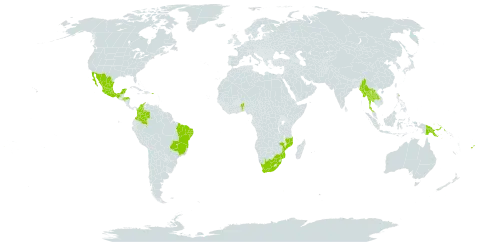 Allamanda blanchetii world distribution map, present in Benin, Bonaire, Sint Eustatius and Saba, Brazil, Colombia, Fiji, Honduras, Lao People's Democratic Republic, Mexico, Myanmar, Mozambique, Papua New Guinea, Puerto Rico, Thailand, and South Africa