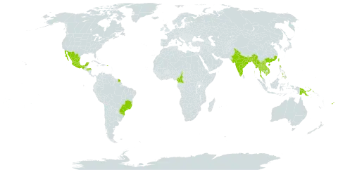 Allamanda schottii world distribution map, present in Bangladesh, Brazil, China, Cameroon, Cook Islands, Fiji, Micronesia (Federated States of), French Guiana, Honduras, India, Cambodia, Lao People's Democratic Republic, Mexico, Myanmar, Philippines, Papua New Guinea, Puerto Rico, Thailand, Taiwan, Province of China, and Viet Nam