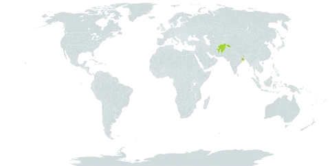 Allardia nivea world distribution map, present in Afghanistan, China, India, Nepal, and Pakistan