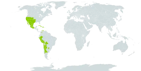 Allionia incarnata world distribution map, present in Argentina, Bolivia (Plurinational State of), Chile, Colombia, Cuba, Dominican Republic, Haiti, Mexico, Peru, Uruguay, United States of America, and Venezuela (Bolivarian Republic of)