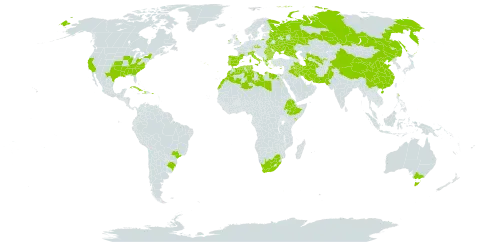 Allium ampeloprasum world distribution map, present in Åland Islands, Albania, Australia, Bulgaria, Belarus, Brazil, China, Cuba, Cyprus, Czech Republic, Dominica, Algeria, Egypt, Spain, Ethiopia, France, United Kingdom of Great Britain and Northern Ireland, Greece, Haiti, Ireland, Iran (Islamic Republic of), Iraq, Italy, Libya, Morocco, Pakistan, Palau, Puerto Rico, Portugal, Romania, Russian Federation, Singapore, Somalia, Turks and Caicos Islands, Turkmenistan, Tunisia, Ukraine, United States of America, Uzbekistan, and South Africa