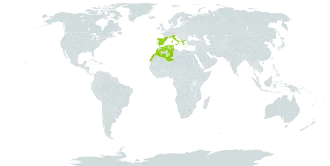 Allium chamaemoly world distribution map, present in Albania, Algeria, Spain, France, Greece, Italy, Morocco, and Tunisia