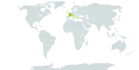 Allium cyrilli world distribution map, present in France, Greece, Italy, and Turks and Caicos Islands