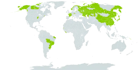 Allium fistulosum world distribution map, present in Brazil, Canada, China, Czech Republic, France, Japan, Kazakhstan, Korea (Republic of), Liberia, Norway, Korea (Democratic People's Republic of), Russian Federation, Solomon Islands, Seychelles, Taiwan, Province of China, and United States of America