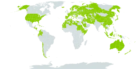 Allium world distribution map, present in Afghanistan, Åland Islands, Albania, Australia, Austria, Bangladesh, Bulgaria, Belarus, Switzerland, Chile, China, Colombia, Cuba, Cyprus, Czech Republic, Germany, Djibouti, Dominica, Denmark, Algeria, Ecuador, Egypt, Eritrea, Spain, Ethiopia, Finland, Fiji, Falkland Islands (Malvinas), France, Micronesia (Federated States of), Georgia, Guinea-Bissau, Greece, Guatemala, Honduras, Haiti, Hungary, Indonesia, Ireland, Iran (Islamic Republic of), Iraq, Iceland, Italy, Jamaica, Japan, Kazakhstan, Kyrgyzstan, Kuwait, Libya, Sri Lanka, Morocco, Myanmar, Montenegro, Mauritania, Malaysia, Nicaragua, Netherlands, Norway, Nepal, Nauru, New Zealand, Pakistan, Philippines, Palau, Poland, Puerto Rico, Korea (Democratic People's Republic of), Portugal, Romania, Russian Federation, Saudi Arabia, Sudan, Singapore, Solomon Islands, Somalia, Sweden, Seychelles, Turks and Caicos Islands, Thailand, Turkmenistan, Tonga, Tunisia, Taiwan, Province of China, Ukraine, United States of America, and Uzbekistan