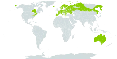 Allium oleraceum world distribution map, present in Australia, Austria, Bulgaria, Belarus, Canada, Switzerland, Czech Republic, Germany, Denmark, Spain, Finland, France, Greece, Hungary, Ireland, Iceland, Italy, Netherlands, Norway, Poland, Portugal, Romania, Russian Federation, Sweden, Turks and Caicos Islands, Ukraine, and United States of America