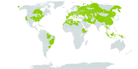 Allium sativum world distribution map, present in Albania, Austria, Bangladesh, Belarus, Brazil, Canada, Switzerland, China, Cuba, Czech Republic, Germany, Dominica, Algeria, Egypt, Spain, Ethiopia, France, Greece, Haiti, Hungary, Indonesia, Iran (Islamic Republic of), Iraq, Italy, Jamaica, Kazakhstan, Kyrgyzstan, Libya, Sri Lanka, Morocco, Pakistan, Poland, Puerto Rico, Korea (Democratic People's Republic of), Romania, Russian Federation, Seychelles, Turks and Caicos Islands, Thailand, Turkmenistan, Tunisia, Ukraine, United States of America, and Uzbekistan