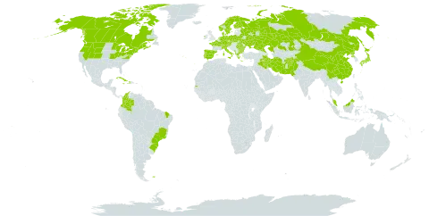 Allium schoenoprasum world distribution map, present in Afghanistan, Albania, American Samoa, Austria, Bulgaria, Belarus, Brazil, Canada, Switzerland, China, Colombia, Cuba, Czech Republic, Germany, Dominica, Denmark, Spain, Finland, Falkland Islands (Malvinas), France, Micronesia (Federated States of), Greece, Haiti, Ireland, Iran (Islamic Republic of), Iraq, Italy, Jamaica, Japan, Kazakhstan, Montenegro, Malaysia, Netherlands, Norway, Pakistan, Poland, Korea (Democratic People's Republic of), Portugal, Romania, Russian Federation, Sweden, Seychelles, Turks and Caicos Islands, Ukraine, and United States of America