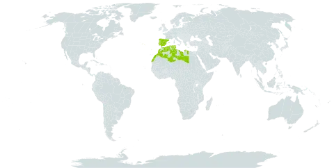 Allium subvillosum world distribution map, present in Algeria, Spain, Libya, Morocco, Portugal, and Tunisia