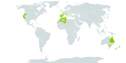 Allium triquetrum world distribution map, present in Australia, Algeria, Spain, Falkland Islands (Malvinas), France, Ireland, Italy, Morocco, New Zealand, Portugal, Tunisia, and United States of America