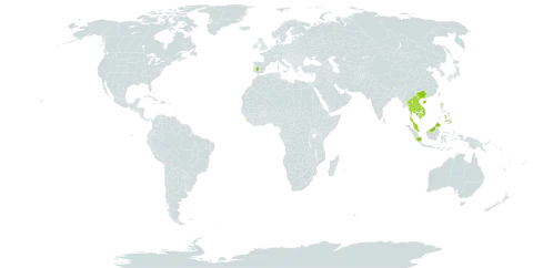 Allmania nodiflora world distribution map, present in China, Spain, Indonesia, India, Cambodia, Lao People's Democratic Republic, Sri Lanka, Malaysia, Philippines, Singapore, Thailand, and Viet Nam