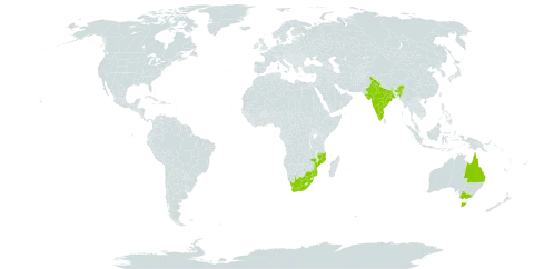 Allocasuarina littoralis world distribution map, present in Australia, India, Mozambique, and South Africa