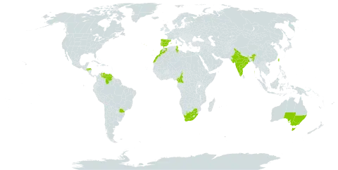 Allocasuarina verticillata world distribution map, present in Australia, Brazil, Cameroon, Spain, Honduras, India, Morocco, Portugal, Tunisia, Taiwan, Province of China, Venezuela (Bolivarian Republic of), and South Africa