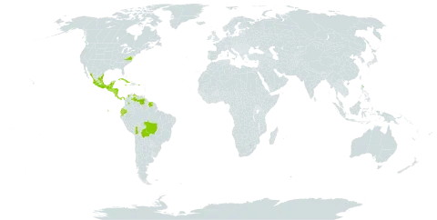 Allosidastrum pyramidatum world distribution map, present in Belize, Bolivia (Plurinational State of), Brazil, Colombia, Costa Rica, Cuba, Ecuador, Guatemala, Honduras, Jamaica, Mexico, Martinique, Nicaragua, Panama, Puerto Rico, El Salvador, Suriname, United States of America, and Venezuela (Bolivarian Republic of)