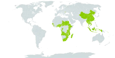 Alloteropsis semialata world distribution map, present in Angola, Benin, Burkina Faso, China, Congo, Ethiopia, Ghana, Guinea, Indonesia, Kenya, Lao People's Democratic Republic, Lesotho, Moldova (Republic of), Madagascar, Myanmar, Mozambique, Nigeria, Nepal, Philippines, Sudan, Senegal, Solomon Islands, Sierra Leone, eSwatini, Chad, Togo, Thailand, Taiwan, Province of China, Tanzania, United Republic of, Uganda, Viet Nam, South Africa, Zambia, and Zimbabwe