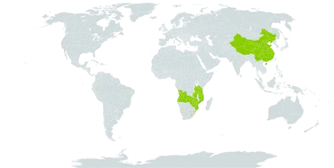 Alloteropsis semialata subsp. eckloniana world distribution map, present in Angola, China, Lesotho, Mozambique, eSwatini, Tanzania, United Republic of, Zambia, and Zimbabwe