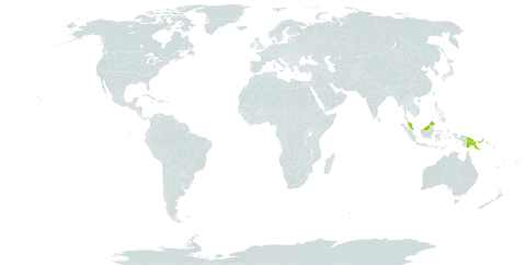 Alloxylon brachycarpum world distribution map, present in Malaysia and Papua New Guinea