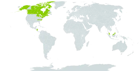 Alnus alnobetula subsp. crispa world distribution map, present in Canada, France, Micronesia (Federated States of), Malaysia, Nicaragua, and United States of America