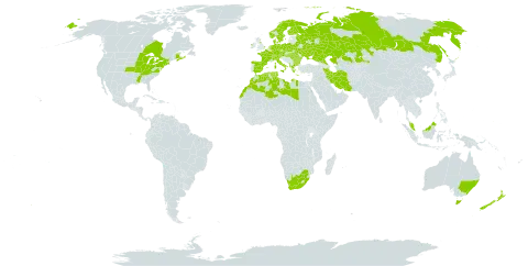 Alnus glutinosa world distribution map, present in Albania, Australia, Austria, Bulgaria, Belarus, Canada, Switzerland, Czech Republic, Germany, Denmark, Algeria, Spain, Finland, France, Micronesia (Federated States of), United Kingdom of Great Britain and Northern Ireland, Greece, Hungary, Ireland, Iran (Islamic Republic of), Italy, Kazakhstan, Libya, Morocco, Malaysia, Netherlands, Norway, New Zealand, Poland, Romania, Russian Federation, Sweden, Turks and Caicos Islands, Tunisia, Ukraine, United States of America, and South Africa