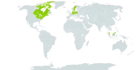 Alnus incana subsp. rugosa world distribution map, present in Canada, Czech Republic, Germany, Denmark, France, Micronesia (Federated States of), Malaysia, Poland, Sweden, and United States of America