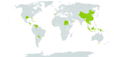 Alocasia macrorrhizos world distribution map, present in Andorra, Australia, Bangladesh, China, Cook Islands, Costa Rica, Cuba, Dominica, Fiji, Guinea, Honduras, Haiti, Indonesia, Jamaica, Lao People's Democratic Republic, Moldova (Republic of), Maldives, Myanmar, Nicaragua, Philippines, Puerto Rico, Portugal, Paraguay, Sudan, Solomon Islands, Seychelles, Thailand, Tokelau, Tonga, Taiwan, Province of China, United States of America, Venezuela (Bolivarian Republic of), Viet Nam, Vanuatu, and Samoa