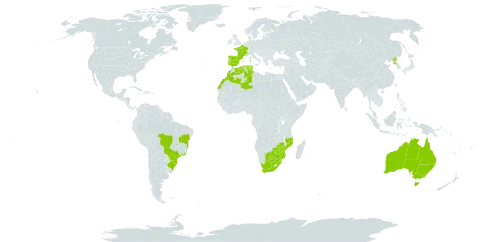 Aloe arborescens world distribution map, present in Australia, Brazil, Botswana, Algeria, Spain, France, Morocco, Mozambique, Korea (Democratic People's Republic of), Portugal, eSwatini, Tunisia, United States of America, South Africa, and Zimbabwe