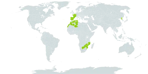 Aloe arborescens subsp. arborescens world distribution map, present in Botswana, Algeria, Spain, France, Morocco, Mozambique, Korea (Democratic People's Republic of), Portugal, eSwatini, Tunisia, and Zimbabwe