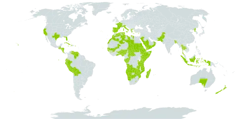 Aloe world distribution map, present in Aruba, Angola, Australia, Benin, Burkina Faso, Bangladesh, Bahamas, Bermuda, Bolivia (Plurinational State of), Botswana, Central African Republic, Congo, Cook Islands, Comoros, Cabo Verde, Costa Rica, Cuba, Cayman Islands, Cyprus, Djibouti, Dominica, Algeria, Ecuador, Eritrea, Spain, Ethiopia, France, Gabon, Ghana, Guinea, Guinea-Bissau, Greece, Guatemala, Honduras, Haiti, Indonesia, Italy, Jamaica, Kenya, Libya, Lesotho, Morocco, Madagascar, Mali, Mozambique, Mauritius, Namibia, Norfolk Island, Nigeria, Nicaragua, Nepal, New Zealand, Oman, Pakistan, Peru, Palau, Puerto Rico, Korea (Democratic People's Republic of), Portugal, Réunion, Rwanda, Saudi Arabia, Sudan, Senegal, Somalia, eSwatini, Turks and Caicos Islands, Chad, Togo, Thailand, Tunisia, Tanzania, United Republic of, Uganda, United States of America, Venezuela (Bolivarian Republic of), Yemen, Zambia, and Zimbabwe