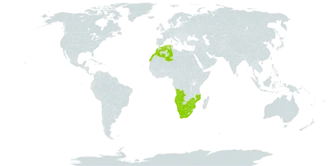 Aloe littoralis world distribution map, present in Angola, Botswana, Cabo Verde, Algeria, Morocco, Mozambique, Namibia, South Africa, and Zimbabwe