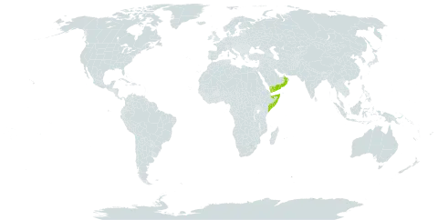 Aloe luntii world distribution map, present in Oman, Somalia, and Yemen