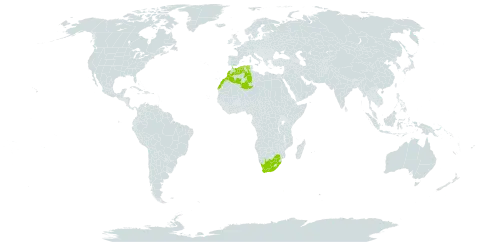 Aloe striata world distribution map, present in Algeria, Morocco, and South Africa