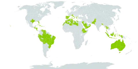 Aloe vera world distribution map, present in Aruba, Australia, Bangladesh, Bahamas, Bermuda, Bolivia (Plurinational State of), Brazil, Cook Islands, Costa Rica, Cuba, Cayman Islands, Cyprus, Dominica, Algeria, Ecuador, Spain, Ethiopia, Greece, Guatemala, Honduras, Haiti, Indonesia, Italy, Jamaica, Libya, Morocco, Mauritius, Nicaragua, Nepal, Oman, Pakistan, Peru, Palau, Puerto Rico, Portugal, Réunion, Saudi Arabia, Turks and Caicos Islands, Thailand, Tunisia, United States of America, Venezuela (Bolivarian Republic of), and Yemen