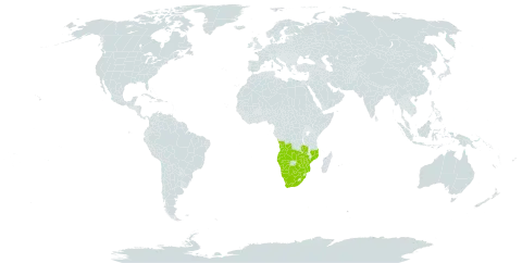 Aloe zebrina world distribution map, present in Angola, Botswana, Mozambique, Namibia, South Africa, Zambia, and Zimbabwe