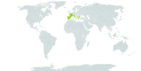 Alopecurus gerardii world distribution map, present in Albania, Bulgaria, Spain, France, Greece, Italy, and Turks and Caicos Islands