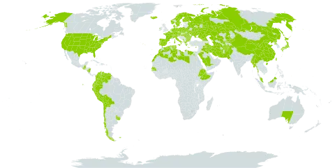 Alopecurus world distribution map, present in Afghanistan, Åland Islands, Albania, Australia, Austria, Bulgaria, Belarus, Bermuda, Bolivia (Plurinational State of), Switzerland, Chile, China, Colombia, Cyprus, Czech Republic, Germany, Denmark, Algeria, Ecuador, Egypt, Spain, Ethiopia, Finland, Falkland Islands (Malvinas), France, Micronesia (Federated States of), Georgia, Greece, Guatemala, Hungary, Ireland, Iran (Islamic Republic of), Iraq, Iceland, Italy, Japan, Kazakhstan, Kyrgyzstan, Libya, Morocco, Myanmar, Montenegro, Malaysia, Nicaragua, Netherlands, Norway, Nepal, Pakistan, Peru, Palau, Poland, Korea (Democratic People's Republic of), Portugal, Romania, Russian Federation, Saudi Arabia, Senegal, Svalbard and Jan Mayen, Sweden, Turks and Caicos Islands, Turkmenistan, Tunisia, Taiwan, Province of China, Ukraine, Uruguay, United States of America, Uzbekistan, and Venezuela (Bolivarian Republic of)