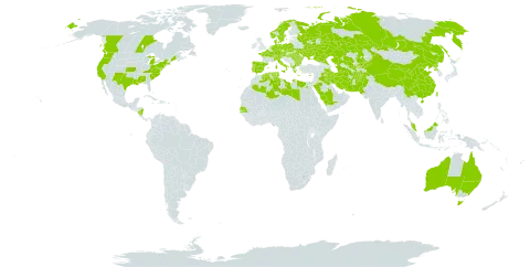 Alopecurus myosuroides world distribution map, present in Afghanistan, Åland Islands, Albania, Australia, Austria, Bulgaria, Canada, Switzerland, China, Cyprus, Czech Republic, Germany, Denmark, Algeria, Egypt, Spain, France, Micronesia (Federated States of), Greece, Hungary, Iran (Islamic Republic of), Iraq, Italy, Kazakhstan, Kyrgyzstan, Libya, Malaysia, Nicaragua, Netherlands, Norway, Pakistan, Palau, Poland, Korea (Democratic People's Republic of), Portugal, Romania, Russian Federation, Saudi Arabia, Senegal, Sweden, Turks and Caicos Islands, Turkmenistan, Tunisia, Taiwan, Province of China, Ukraine, United States of America, and Uzbekistan