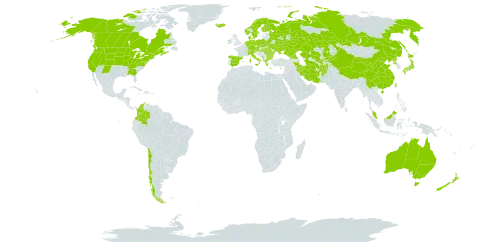 Alopecurus pratensis world distribution map, present in Afghanistan, Åland Islands, Albania, Australia, Austria, Bulgaria, Belarus, Bermuda, Canada, Switzerland, Chile, China, Colombia, Cyprus, Czech Republic, Germany, Denmark, Spain, Finland, France, Micronesia (Federated States of), Georgia, Greece, Hungary, Ireland, Iran (Islamic Republic of), Iceland, Italy, Japan, Kazakhstan, Kyrgyzstan, Montenegro, Malaysia, Netherlands, Norway, New Zealand, Poland, Korea (Democratic People's Republic of), Romania, Russian Federation, Sweden, Turkmenistan, Taiwan, Province of China, Ukraine, United States of America, and Uzbekistan