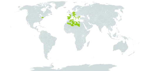 Alopecurus rendlei world distribution map, present in Albania, Austria, Bulgaria, Switzerland, Germany, Algeria, Spain, France, Greece, Italy, Libya, Turks and Caicos Islands, and United States of America