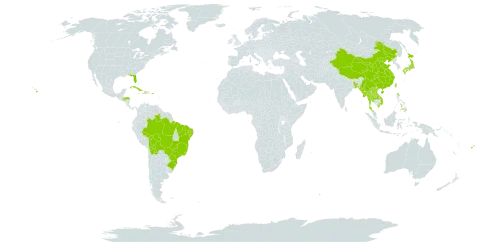 Alpinia zerumbet world distribution map, present in Bangladesh, Bolivia (Plurinational State of), Brazil, China, Cook Islands, Cuba, Dominica, Fiji, Honduras, Haiti, Japan, Lao People's Democratic Republic, Myanmar, Philippines, Puerto Rico, Thailand, Taiwan, Province of China, United States of America, and Viet Nam