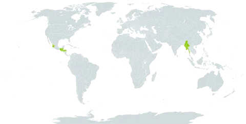 Alsobia punctata world distribution map, present in Belize, Guatemala, Honduras, Mexico, and Myanmar