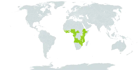 Alsophila manniana world distribution map, present in Angola, Burundi, Central African Republic, Côte d'Ivoire, Cameroon, Congo, Ethiopia, Gabon, Ghana, Guinea, Equatorial Guinea, Kenya, Liberia, Mozambique, Malawi, Nigeria, Rwanda, Sierra Leone, Sao Tome and Principe, Tanzania, United Republic of, Uganda, Zambia, and Zimbabwe