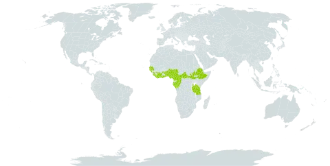 Alstonia boonei world distribution map, present in Angola, Benin, Central African Republic, Côte d'Ivoire, Cameroon, Congo, Ethiopia, Gabon, Ghana, Guinea, Gambia, Guinea-Bissau, Equatorial Guinea, Liberia, Nigeria, Senegal, Sierra Leone, South Sudan, Togo, Tanzania, United Republic of, and Uganda