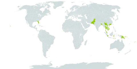 Alstonia macrophylla world distribution map, present in Bangladesh, China, Fiji, Indonesia, India, Cambodia, Sri Lanka, Malaysia, Pakistan, Philippines, Papua New Guinea, Singapore, Thailand, United States of America, and Viet Nam