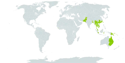 Alstonia scholaris world distribution map, present in Australia, Bangladesh, Brunei Darussalam, Bhutan, China, Micronesia (Federated States of), Indonesia, India, Cambodia, Lao People's Democratic Republic, Sri Lanka, Myanmar, Malaysia, Nepal, Pakistan, Philippines, Papua New Guinea, Solomon Islands, Thailand, Trinidad and Tobago, Taiwan, Province of China, and Viet Nam