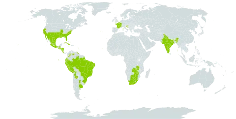 Alternanthera caracasana world distribution map, present in Anguilla, Argentina, Antigua and Barbuda, Bonaire, Sint Eustatius and Saba, Bahamas, Bolivia (Plurinational State of), Brazil, Barbados, Botswana, Colombia, Cabo Verde, Costa Rica, Cuba, Ecuador, Spain, France, Guadeloupe, Guatemala, Honduras, Croatia, India, Jamaica, Mexico, Martinique, Nicaragua, Peru, Puerto Rico, Portugal, Trinidad and Tobago, United States of America, Venezuela (Bolivarian Republic of), South Africa, Zambia, and Zimbabwe