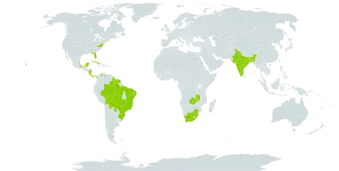 Alternanthera ficoidea world distribution map, present in Argentina, Bangladesh, Bahamas, Bolivia (Plurinational State of), Brazil, Barbados, Costa Rica, Cuba, Dominica, Fiji, Grenada, French Guiana, Guyana, India, Saint Lucia, Mexico, Montserrat, Martinique, Nicaragua, Panama, Puerto Rico, Paraguay, Suriname, Trinidad and Tobago, United States of America, Venezuela (Bolivarian Republic of), South Africa, and Zambia